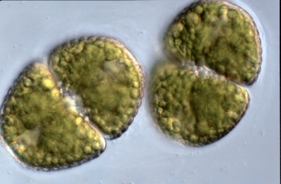 Cosmarium subochthodes