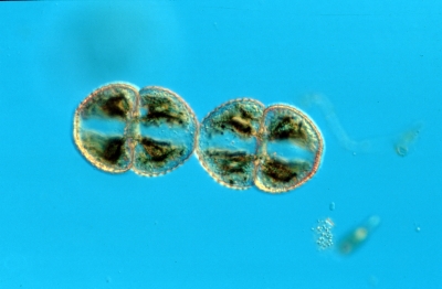 Cosmarium tetraophthal