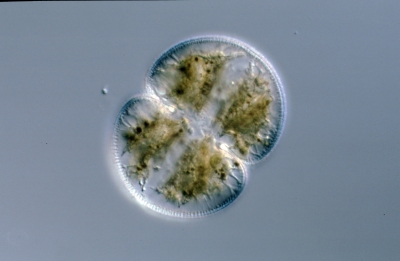 Cosmarium spec.
