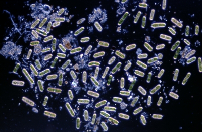 Cylindrocystis