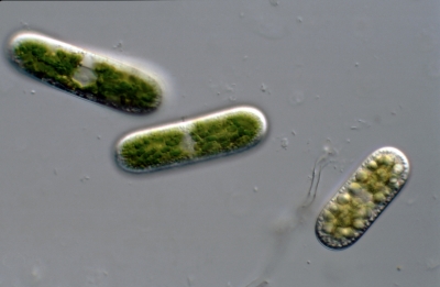 Cylindrocystis