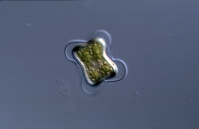 Cylindrocystis brebissonii Cylindrocystis brebissonii