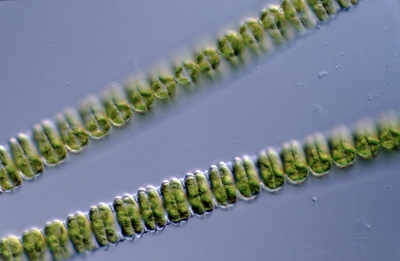 Desmidium aptogunum