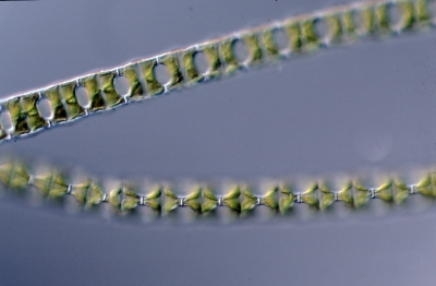 Desmidium baileyi