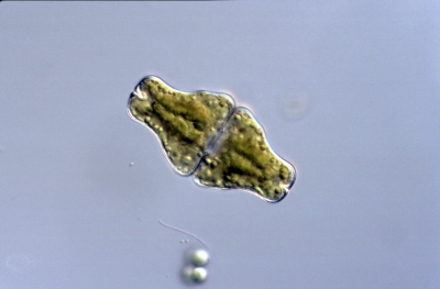 Euastrum ansatum Euastrum ansatum