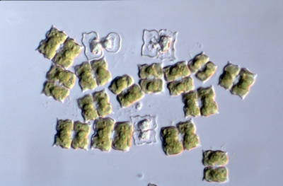 Euastrum biverrucosum Euastrum biverrucosum