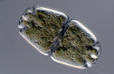 Euastrum grassum Euastrum grassum