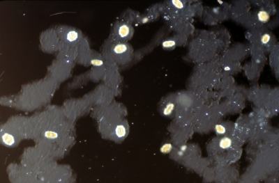 Euastrum divaricatum Euastrum divaricatum