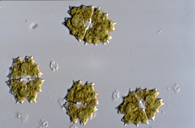 Euastrum divaricatum Euastrum divaricatum