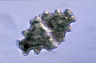 Euastrum humerosum Euastrum humerosum