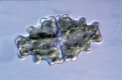 Euastrum humerosum Euastrum humerosum