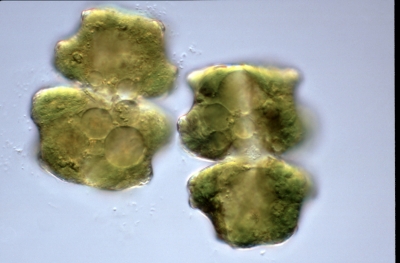 Euastrum moebii Euastrum moebii