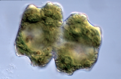 Euastrum moebii Euastrum moebii