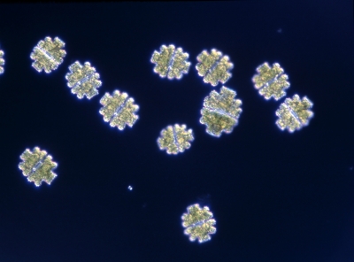 Euastrum monocyclum Euastrum monocyclum