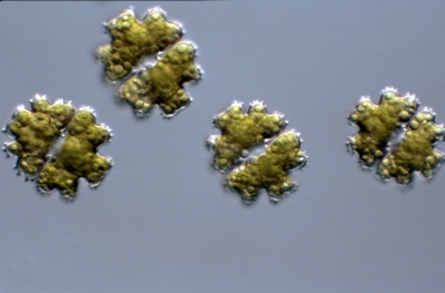 Euastrum monocyclum Euastrum monocyclum