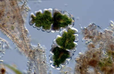 Euastrum oblongum