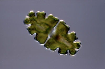 Euastrum oblongum Euastrum oblongum