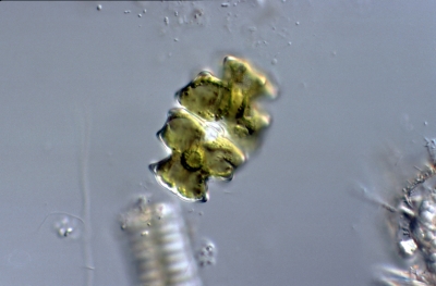 Euastrum pectinatum