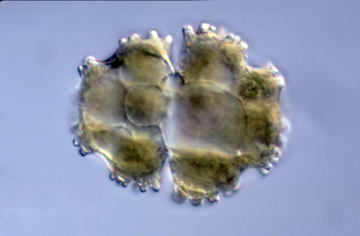 Euastrum prowsei Euastrum prowsei