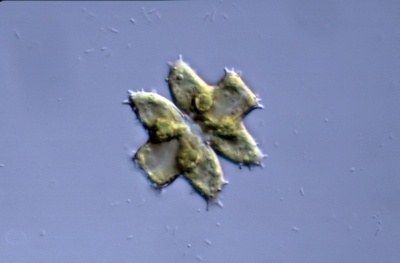 Euastrum substellatum Euastrum substellatum