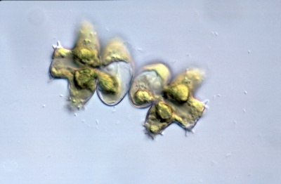 Euastrum substellatum Euastrum substellatum