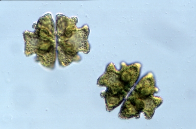 Euastrum verrucosum