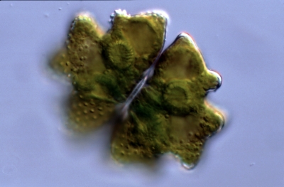 Euastrum verrucosum