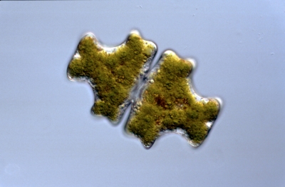 Euastrum vigrense Euastrum vigrense