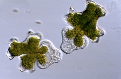 Euastrum vigrense Euastrum vigrense