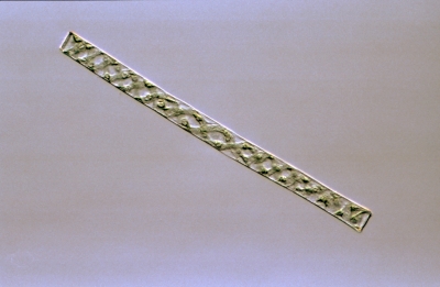 Genicularia spirotaenia