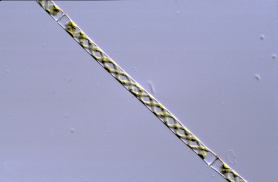 Genicularia spirotaenia