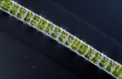 Hyalotheca mucosa