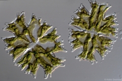 Micrasterias