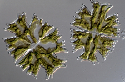 Micrasterias americana