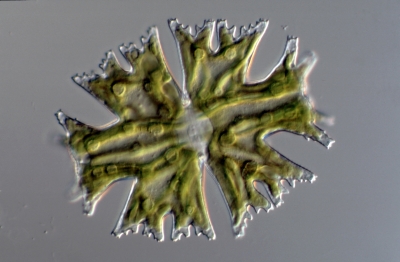 Micrasterias americana