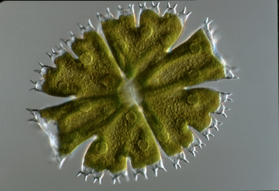 Micrasterias apiculata