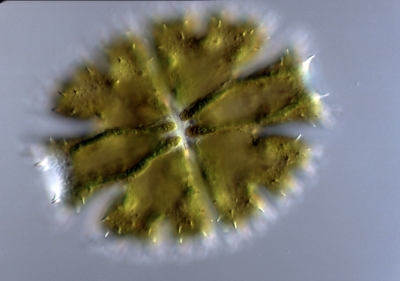 Micrasterias apiculata