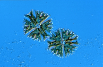 Micrasterias crux-melitensis
