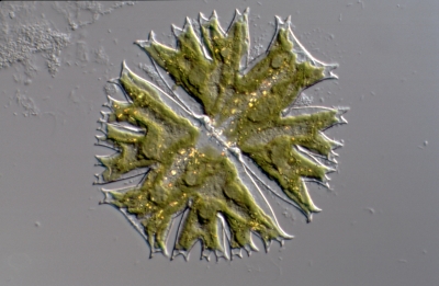 Micrasterias crux-melitensis