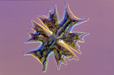 Micrasterias crux-melitensis