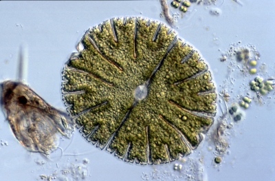 Micrasterias denticulata