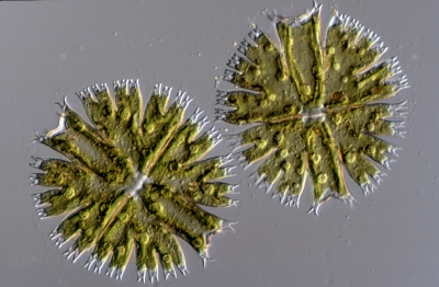 Micrasterias fimbriata