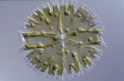 Micrasterias fimbriata