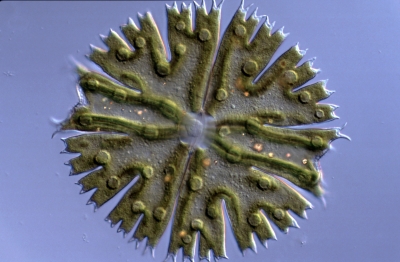Micrasterias fimbriata