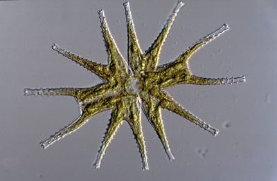 Micrasterias hardyi
