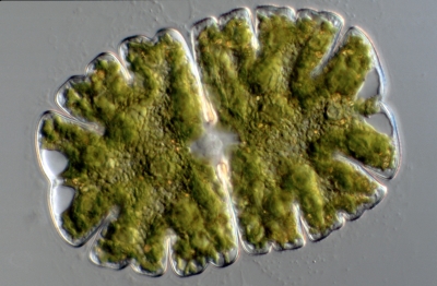 Micrasterias jenneri