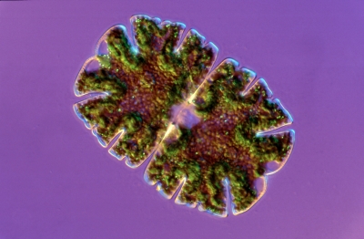 Micrasterias jenneri