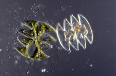 Micrasterias laticeps