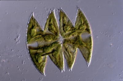 Micrasterias laticeps