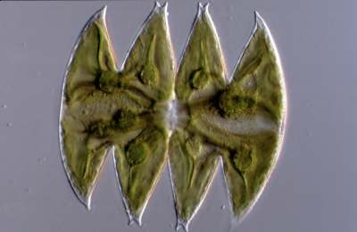Micrasterias laticeps